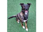 Adopt Apollo a Black Mixed Breed (Large) / Mixed dog in Farmington