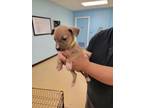 Adopt Tommy a Tan/Yellow/Fawn Mixed Breed (Medium) / Mixed dog in Franklinton