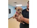 Adopt Lillian a Tan/Yellow/Fawn Mixed Breed (Medium) / Mixed dog in Franklinton
