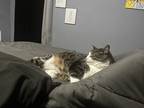 Adopt Paco a Black & White or Tuxedo American Shorthair / Mixed (short coat) cat