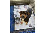 Adopt Suzie aka Suzanne a Labrador Retriever / Mixed dog in Darlington