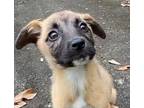 Adopt Beverly a Labrador Retriever / Mixed dog in Darlington, SC (41305582)