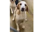 Adopt Kobe a Beagle / Mixed dog in Darlington, SC (41305578)