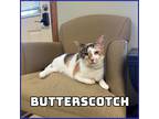 Adopt Butterscotch a Calico or Dilute Calico Domestic Shorthair (short coat) cat
