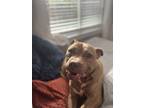 Adopt Whiskey a Tan/Yellow/Fawn American Pit Bull Terrier / Mixed dog in