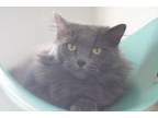Adopt Baby a Gray or Blue Domestic Longhair / Domestic Shorthair / Mixed cat in
