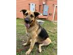 Adopt Meegan a Black German Shepherd Dog / Mixed dog in San Marcos