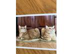 Adopt Carly and Lily a Orange or Red American Shorthair / Mixed (medium coat)