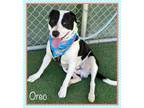 Adopt OREO a White - with Black Pit Bull Terrier / Border Collie / Mixed dog in