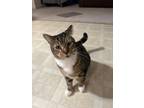 Adopt Thomas a Brown Tabby Domestic Mediumhair / Mixed (medium coat) cat in