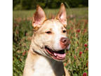 Adopt Skunk* a Tan/Yellow/Fawn Shepherd (Unknown Type) / Mixed dog in Anderson