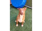 Adopt Mango a Brown/Chocolate American Pit Bull Terrier / Mixed dog in