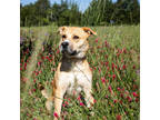 Adopt Mr. Pibb* a Tan/Yellow/Fawn Retriever (Unknown Type) / Mixed dog in