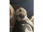 Adopt Griffin a White - with Black American Pit Bull Terrier / Mixed dog in