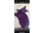 Adopt ditto a All Black Domestic Mediumhair / Mixed (medium coat) cat in Fort