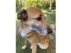Adopt Maggy a Tan/Yellow/Fawn Shepherd (Unknown Type) / Mutt / Mixed dog in