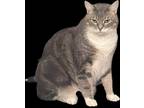 Adopt Ozzy a Gray or Blue Domestic Shorthair / Mixed (short coat) cat in