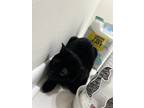 Adopt Rezz a Black (Mostly) Domestic Shorthair / Mixed (short coat) cat in