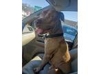 Adopt Pacino a Tan/Yellow/Fawn American Staffordshire Terrier / Mixed dog in