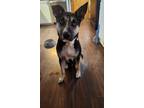 Adopt Roxy a Tricolor (Tan/Brown & Black & White) Husky / Mixed dog in Berkley