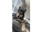 Adopt Leo a Black - with White Alaskan Malamute / Mixed dog in Wichita