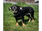 Adopt Zabrina a Black Dachshund / Mixed dog in Elkhorn, WI (41305483)