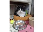 Adopt Sylvester a Black & White or Tuxedo Domestic Longhair (long coat) cat in