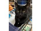 Adopt Wazoo a All Black Domestic Shorthair / Mixed (short coat) cat in Blasdell