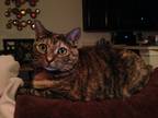 Adopt Sookie a Brown Tabby Domestic Shorthair / Mixed (short coat) cat in Lutz