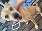 Adopt Cash a Tan/Yellow/Fawn Mutt / Mixed dog in Plant City, FL (41305343)