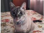 Adopt GiGi a Tan or Fawn Tabby Domestic Shorthair / Mixed (short coat) cat in