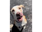 Adopt Pippa a White Hound (Unknown Type) / Mixed dog in Batavia, OH (41305401)
