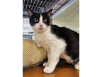 Adopt C24-55 Sophie a Domestic Shorthair / Mixed (short coat) cat in Columbia