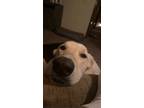 Adopt Rosko a White Caucasian Shepherd Dog / Mixed dog in Edmond, OK (41305321)