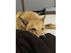 Adopt Bandit a Tan/Yellow/Fawn Husky / German Shepherd Dog / Mixed dog in
