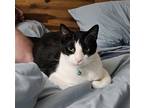 Adopt Ballad a All Black Domestic Shorthair / Mixed cat in Newport