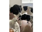 Adopt Alejandra a Black - with White Great Pyrenees / Mixed dog in Boling