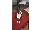 Adopt Lelani a Brown/Chocolate - with White American Pit Bull Terrier / Mixed