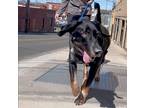 Adopt Elton a Treeing Walker Coonhound dog in Roanoke, VA (41139316)