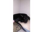 Adopt Bella a Black - with Gray or Silver Labrador Retriever / Boxer / Mixed dog