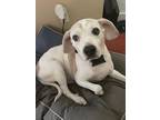 Adopt Milo a White - with Brown or Chocolate Beagle / Boxer / Mixed dog in