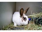 Adopt August a English Spot / Mixed (short coat) rabbit in Pflugerville