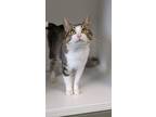 Adopt Seneca a Domestic Shorthair / Mixed (short coat) cat in Prairie du Chien