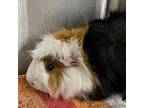 Adopt Jason a Guinea Pig small animal in Denver, CO (41275785)