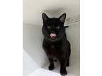 Adopt Dominator a Domestic Shorthair / Mixed (short coat) cat in Lagrange