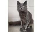 Adopt Bear a Domestic Mediumhair / Mixed (short coat) cat in Greeneville