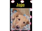 Adopt Jojo a Labrador Retriever / Mixed dog in Crystal Lake, IL (41305156)