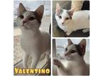 Adopt Valentino a Domestic Shorthair / Mixed (short coat) cat in Pierceton