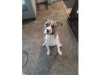 Adopt Goose a White - with Tan, Yellow or Fawn Mutt / Mutt / Mixed dog in