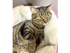Adopt Lily a Domestic Shorthair / Mixed (short coat) cat in Tiffin